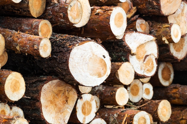 Premium Photo | Pine wood harvesting in the forest. logs stacked close up