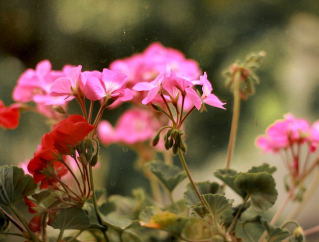 Premium Photo | Ping flower with green leaf background