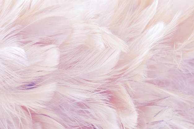 ピンクの抽象的な背景鳥と鶏の羽の質感 プレミアム写真