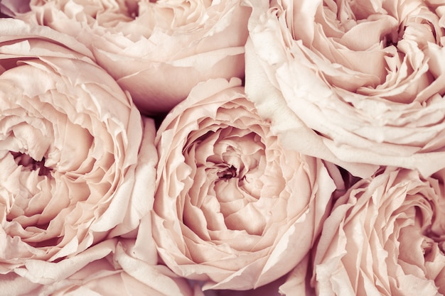 ピンクと桃の牡丹のバラの花がクローズアップ花びらから自然な花の背景 プレミアム写真