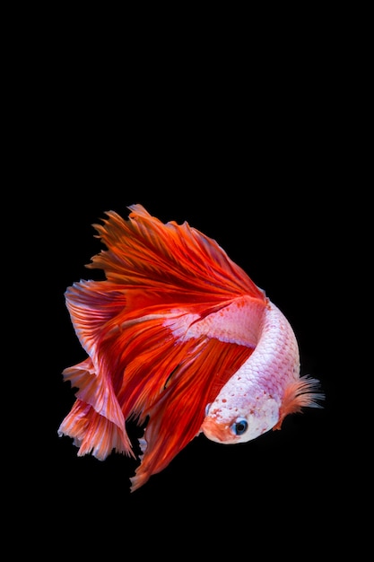 ピンクと赤のベタの魚 黒い背景にシャムの戦いの魚 プレミアム写真