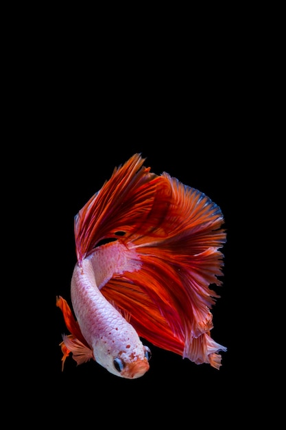 Розовая Рыба Фото