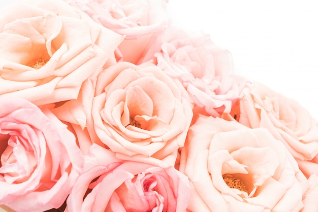 ピンクと白のバラ 無料の写真