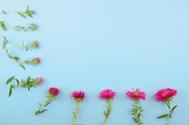 青色の背景にフレームを形成するピンクのアスターの花 つぼみから花まで プレミアム写真