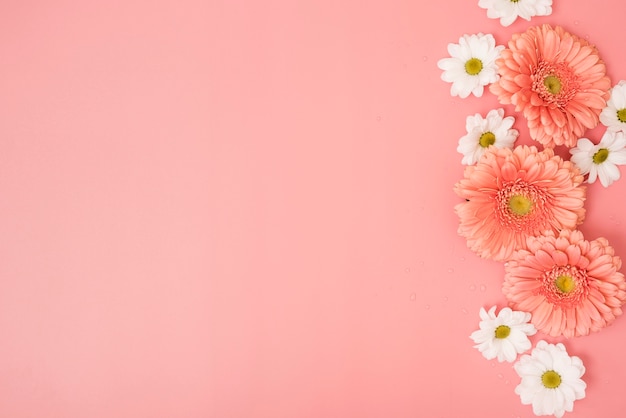 ヒナギクとガーベラの花とピンクの背景 無料の写真