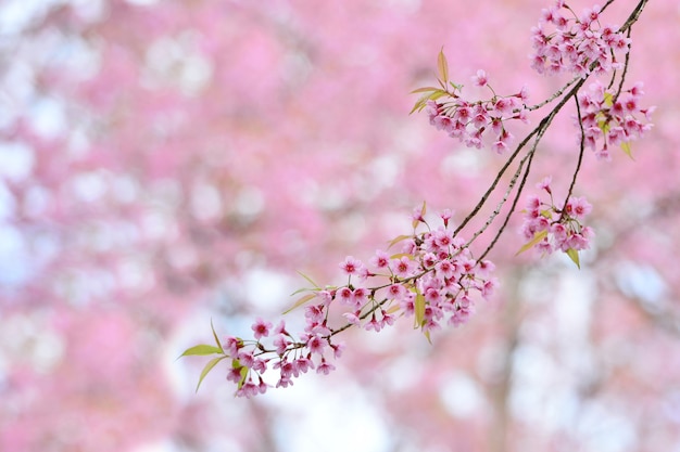 Pink Beautiful Flowers Of Wild Himalayan Cherry Another Name