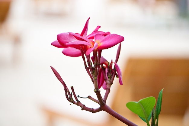 明るい熱帯の海とプルメリアのピンク色の花 プレミアム写真