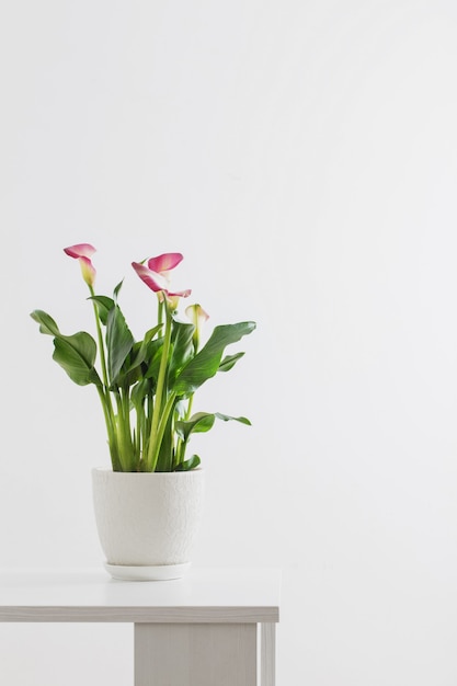 Premium Photo | Pink calla lily in flower pot on white background