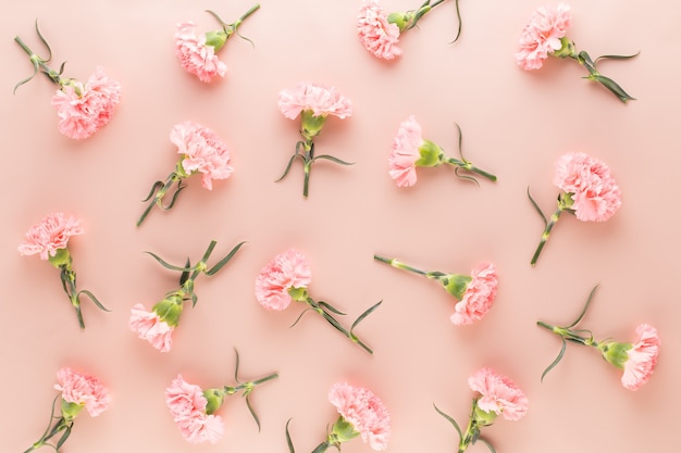 パステルカラーの背景にピンクのカーネーションの花 プレミアム写真