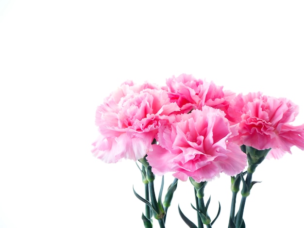 Premium Photo | Pink carnations flower for mother's day