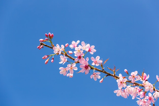 Premium Photo | Pink cherry blossom in clear blue sky