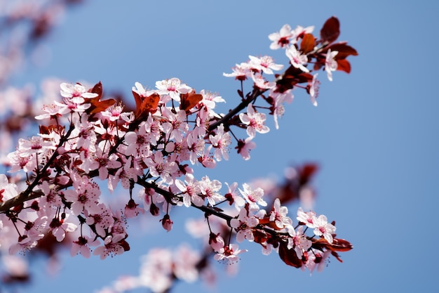 春にぼやけた背景の木に咲くピンクの桜の花 無料の写真