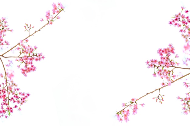 Pink Cherry Blossom Sakura Flowers Isolated On White Background