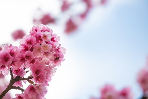 cherry blossoms