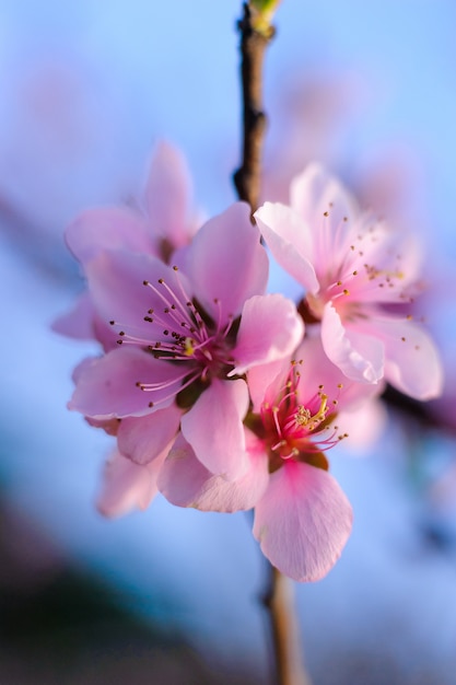 Pink cherry blossoms on tree with blurred background 