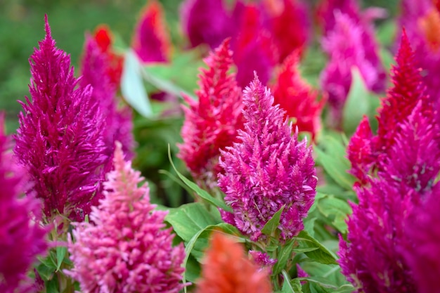 Premium Photo | Pink chinese wool flower / cockcomb in the garden field ...