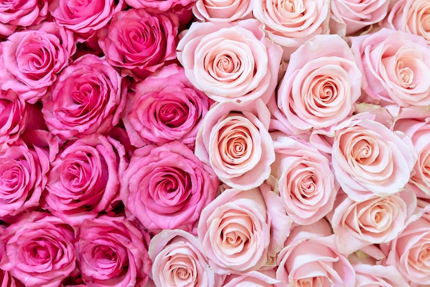 Premium Photo | Pink and cream-colored roses background.