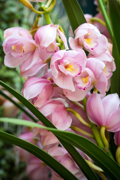 Pink Cymbidium Orchid Flower Free Photo 