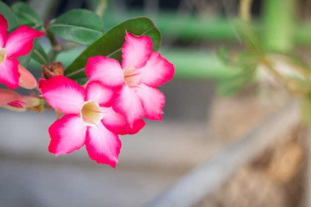 Pink desert rose or impala lily or mock azalea flower from tropical ...