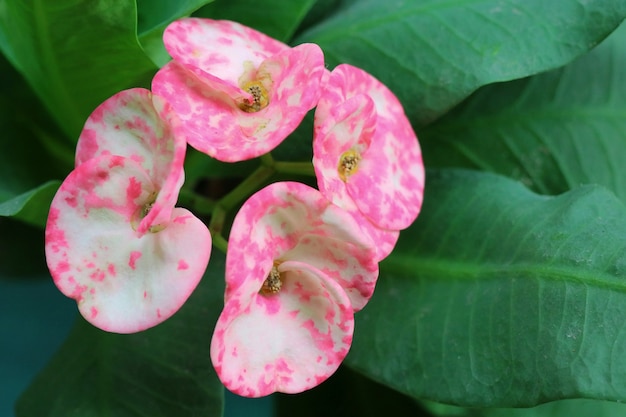 黄色い心皮の花 とげの植物の王冠 中国文化の幸運な花とピンクの八仙 プレミアム写真