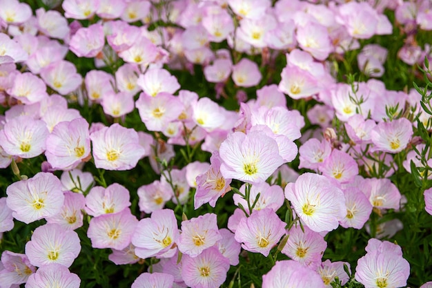 Premium Photo Pink Evening Primrose Flowers In The Garden