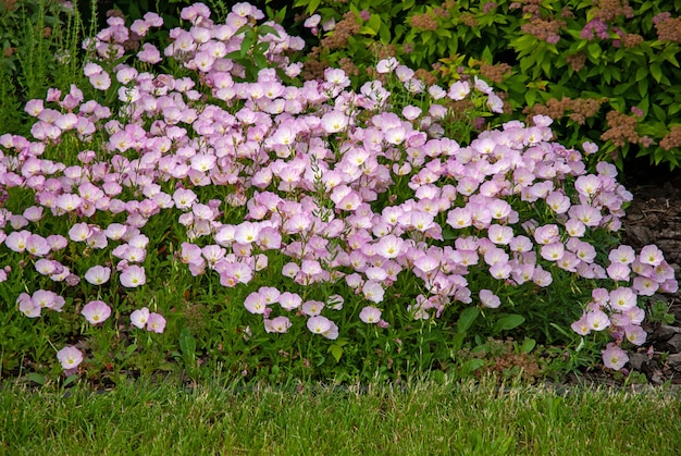 夏の庭のピンクのイブニングプリムローズの花 プレミアム写真