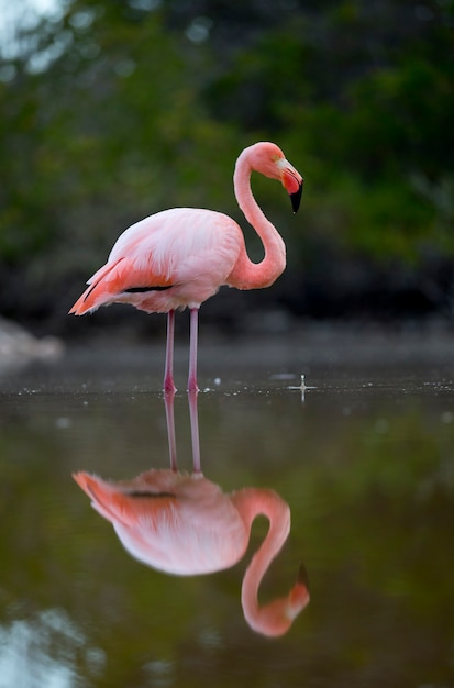 Premium Photo Pink Flamingo In A Lake