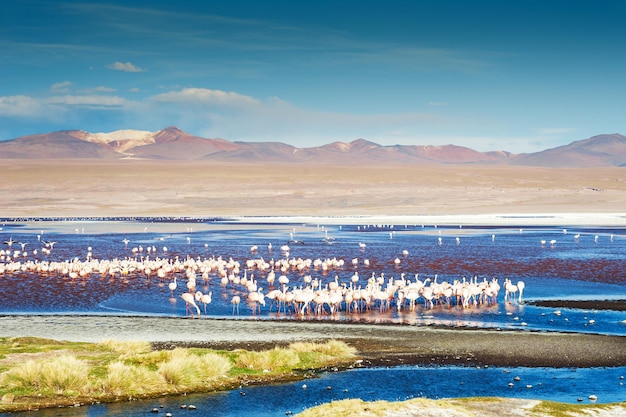 Premium Photo | Pink flamingos in laguna colorada at sunset, altiplano ...