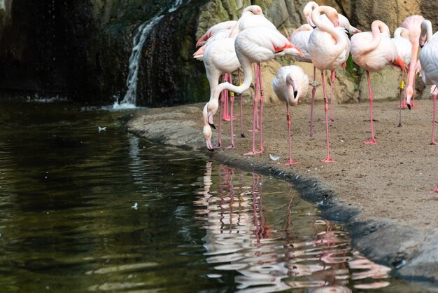 Premium Photo Pink Flamingos Phoenicopterus Roseus Resting On The