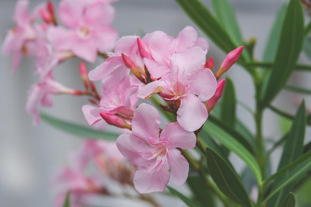 Premium Photo | Pink flower blooming