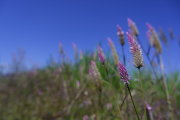 Premium Photo Pink Flower In Nature Against Blue Sky Background