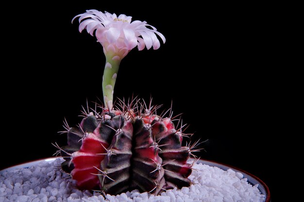 黒い背景に咲くギムノカリキウムサボテンのピンクの花 プレミアム写真