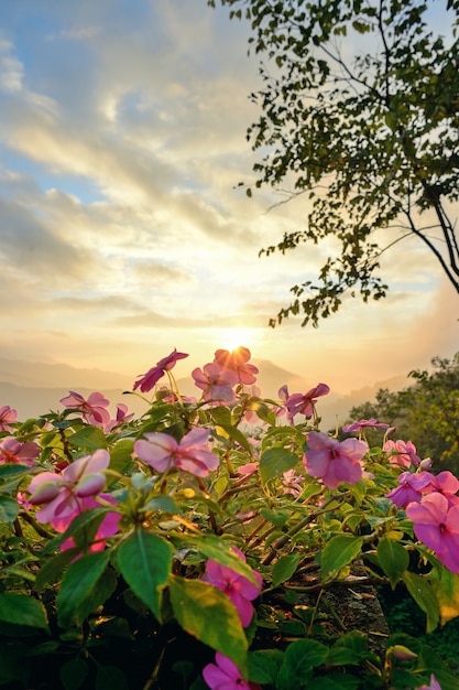 Premium Photo | Pink flower and sunlight
