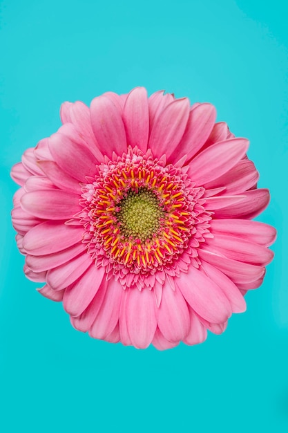 Pink flower on turquoise background | Free Photo