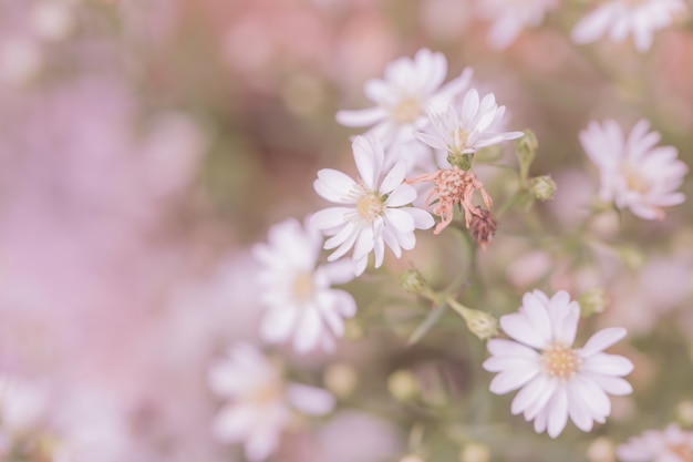 Premium Photo | Pink flower vintage color tone background