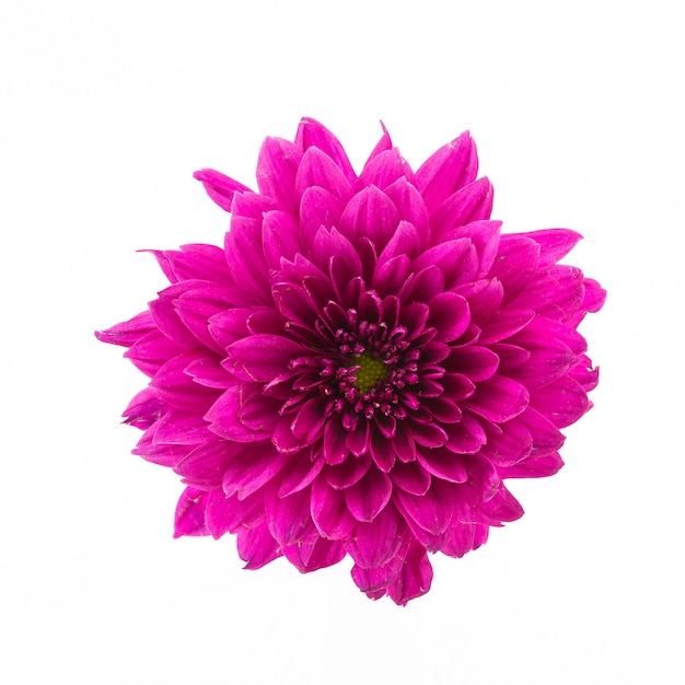 Free Photo | Pink flower on a white background