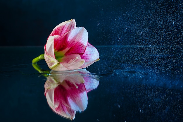 Free Photo Pink Flower With Water Drops Over Dark Blue Background