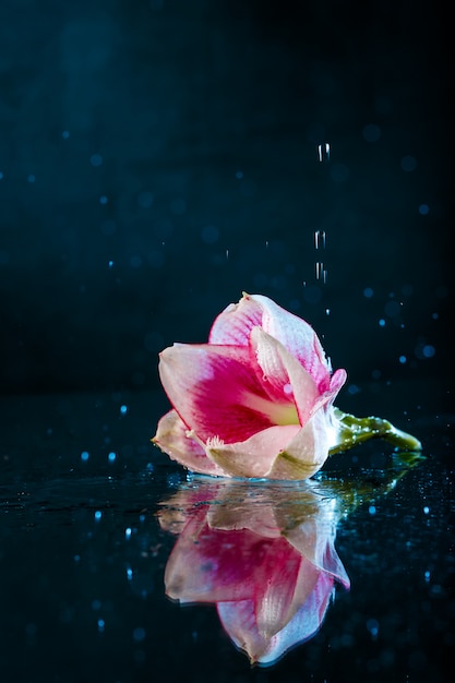 Pink flower with water drops over dark blue wall | Free Photo