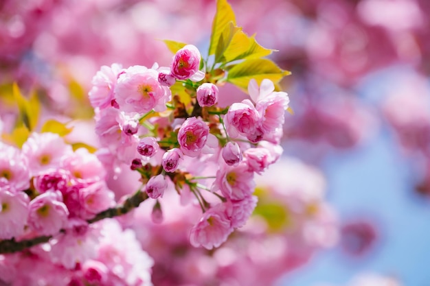 Premium Photo | Pink flowers in blossom