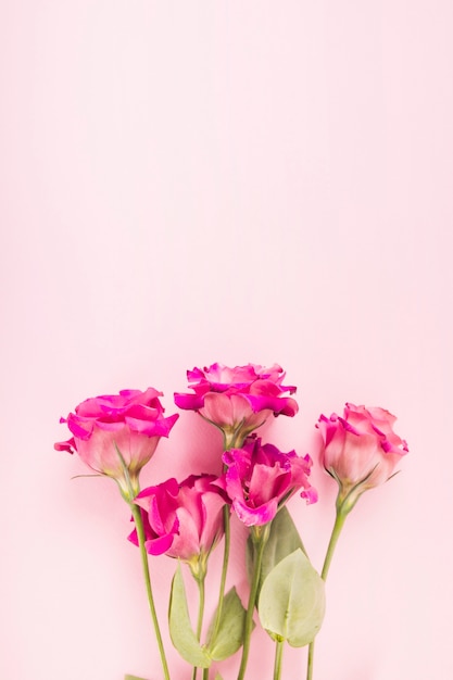 Free Photo | Pink flowers on pastel colored background