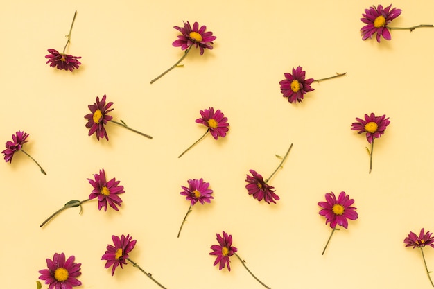 Free Photo | Pink flowers scattered on table