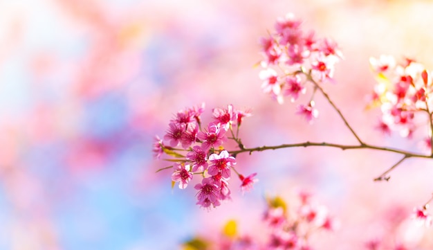 Free Photo | Pink flowers that are born from a branch of a tree