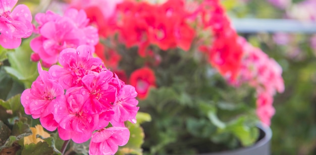 夏の庭のピンクのゼラニウムの花 プレミアム写真