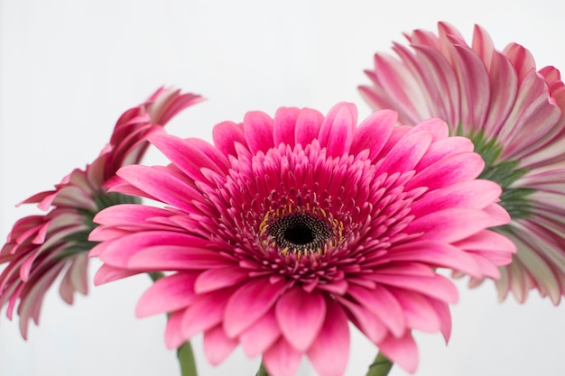 Premium Photo | Pink gerbera daisy bouquet.