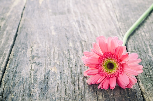 Premium Photo | Pink gerbera daisy flower on wooden table