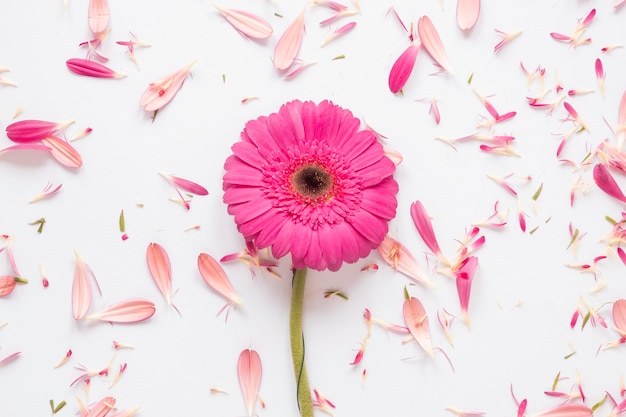 白いテーブルの上の花びらとピンクのガーベラの花 無料の写真