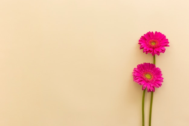 ベージュの背景の上のピンクのガーベラの花 無料の写真
