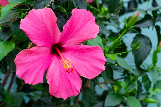 Yellewの雄しべとピンクのハイビスカスの花 ノッチの葉で咲く花 プレミアム写真