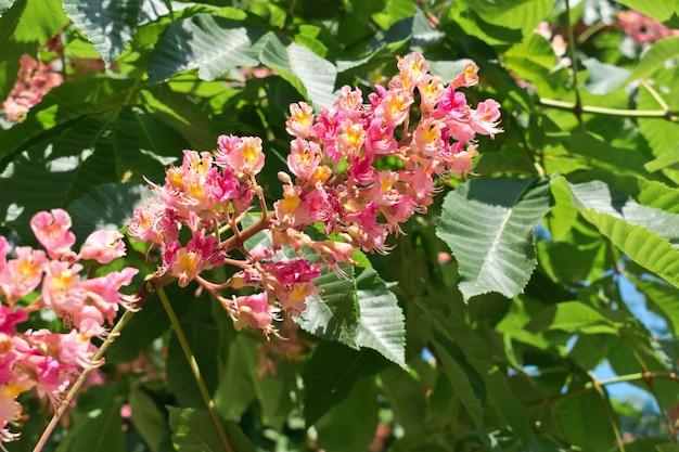 Premium Photo | Pink horse chestnut flowers