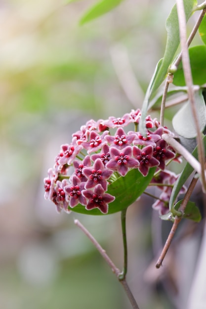 Premium Photo | Pink hoya flower blooming closeup